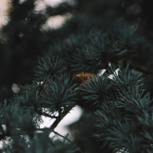 Autumn leaves on coniferous branch, close-up Autumn leaves on coniferous branch, close-up